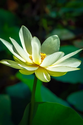 American Lotus Flower