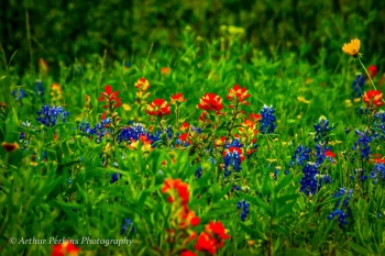 Bluebonnet Paintbrush