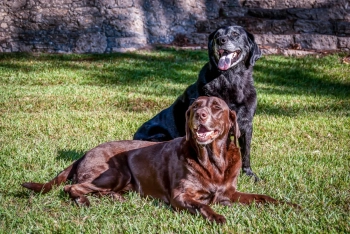 Labrador Retrievers Pets
