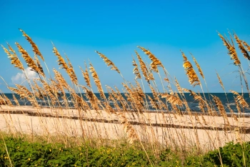 Sea Oats Beach