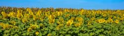 Sunflower Panrama