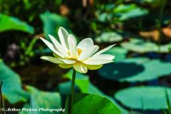 American Lotus Flower