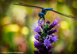 Blazing Star Dragonfly