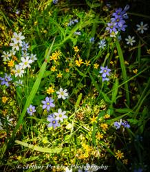 Blue Eyed Grass Flowers Mixed