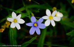 Blue Eyed Grass Flowers
