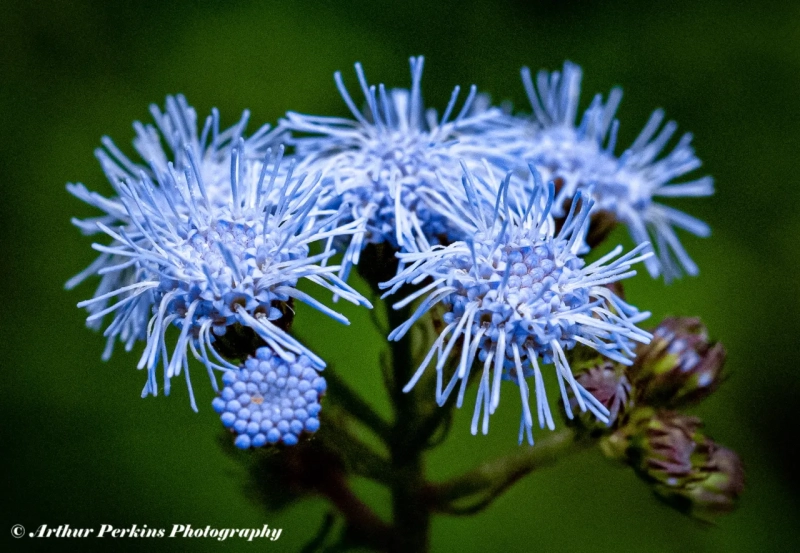 Blue Mist Flower