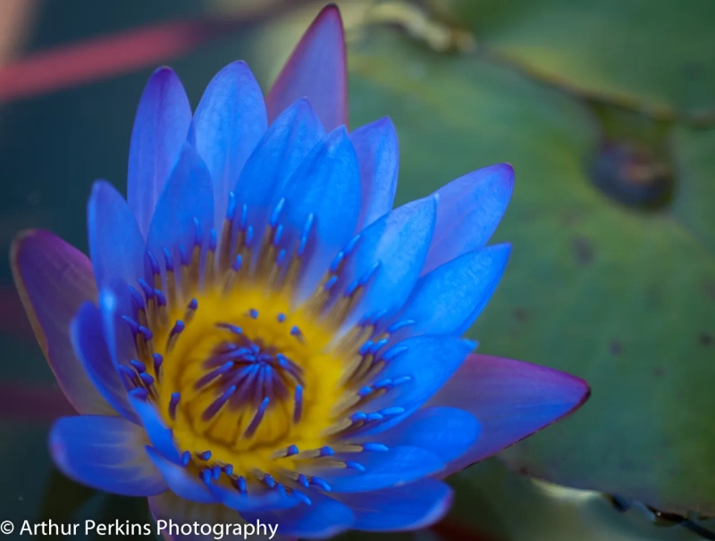 Blue Water Lily