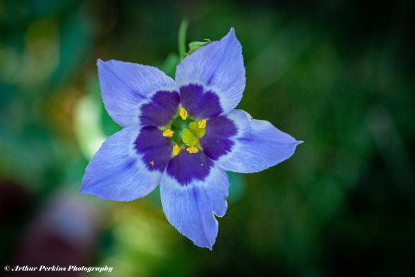 Bluebell Gentian Flower