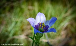 Bluebell Gentian Flower2