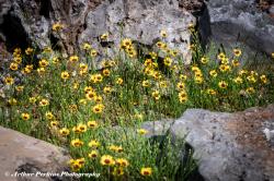 Coreopsis In The Rocks