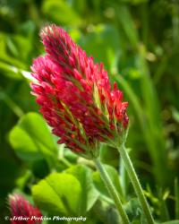 Crimson Clover Flower
