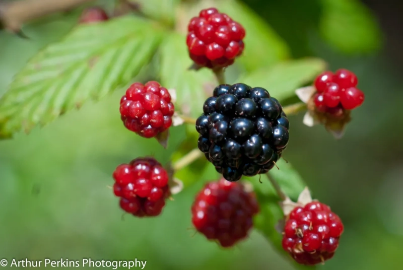 Dewberry Cluster