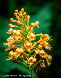 Orange Fringe Orchid