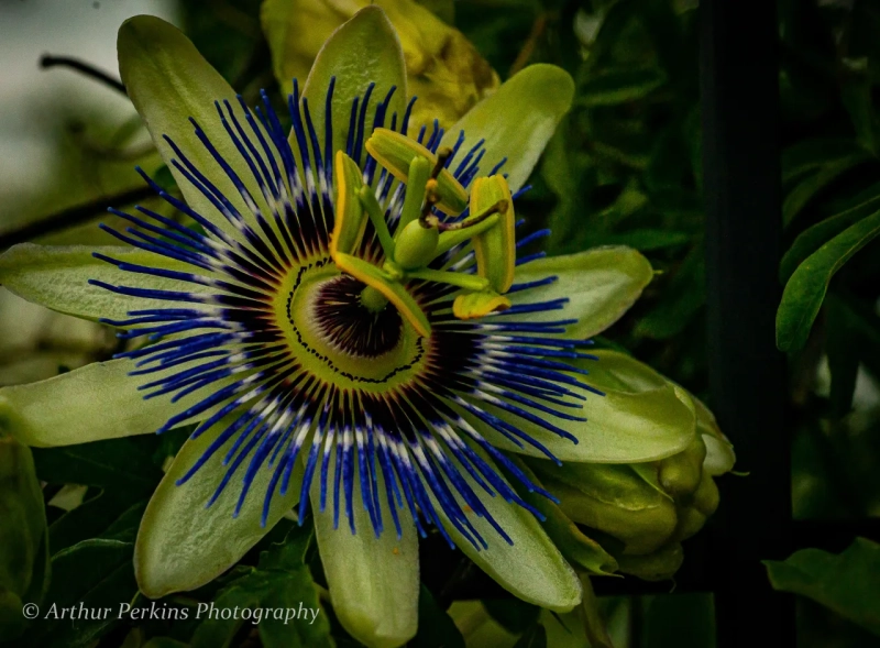 Passion Flower