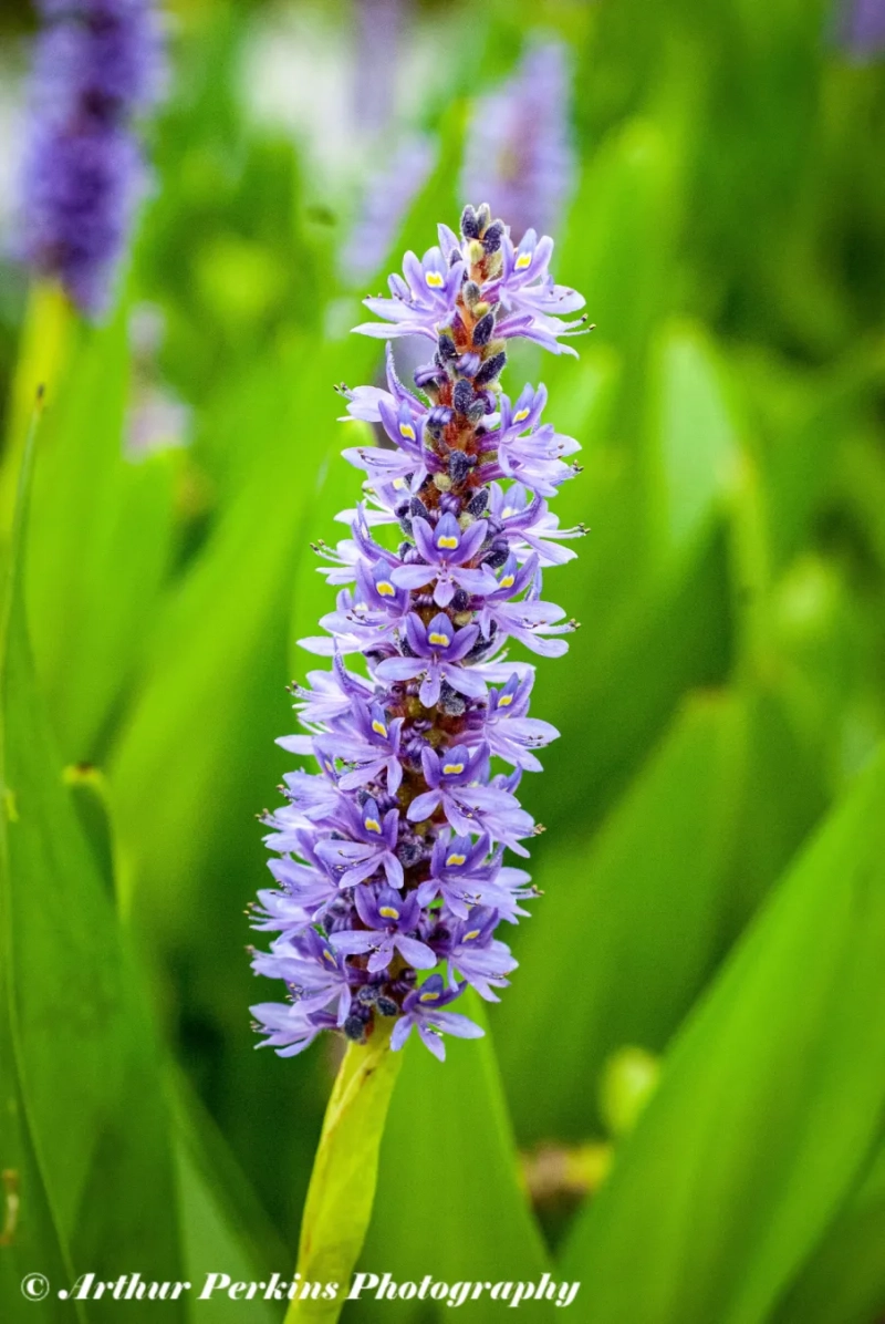 Pickerel Weed Flower