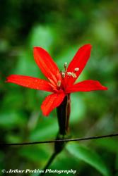 Scarlet Catchfly Flower
