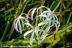 Southern Swamp Lily