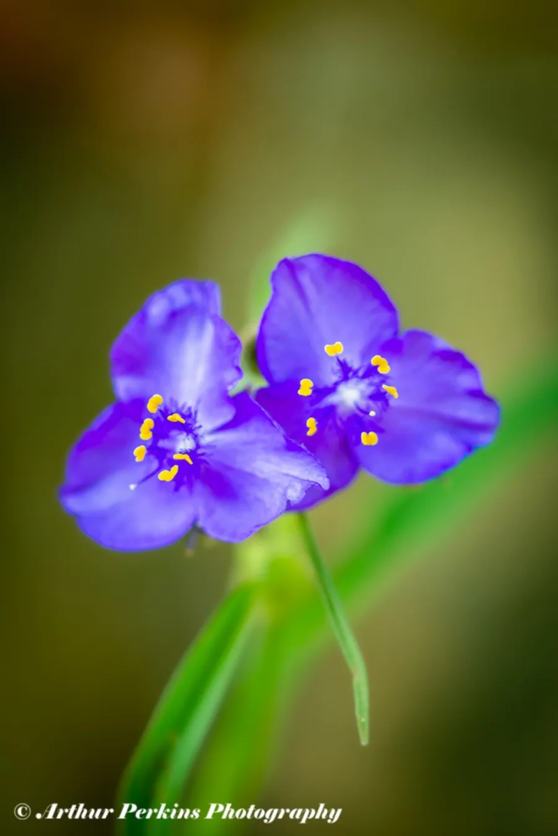 Spiderwort Flower2