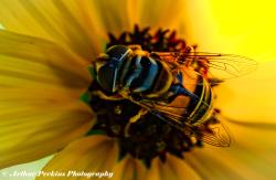 Sunflower Bee Macro