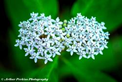 White Milkweed2